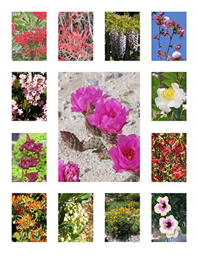 Native and Drought Resistant plants